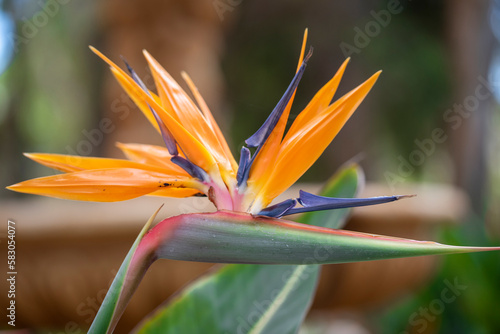 Blossoming of the peach fields with the arrival of spring in the south of the Mediterranean