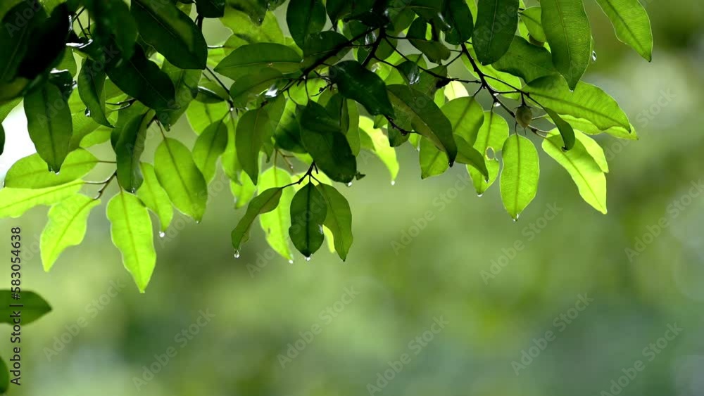 raining shower drop on leaf tree , close-up of rainfall in jungle,Heavy Rain Falling on Tree Leaves in forest. droplets fixed on green leaves, Raining day in tropical forest. Raindrop in deep jungle. raining shower drop on leaf tree , close-up of rainfall in jungle,Heavy Rain Falling on Tree Leaves in forest. droplets fixed on green leaves, Raining day in tropical forest. Raindrop in deep jungle.