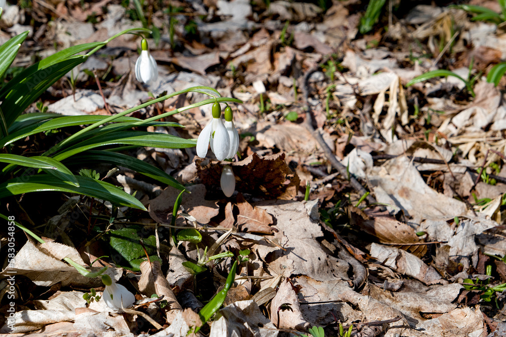 first white snowdrops in the spring forest on sunny day first white snowdrops in the spring forest on sunny day