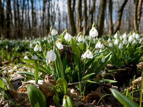 first white snowdrops in the spring forest on sunny day