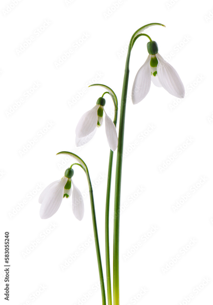 Snowdrop flowers isolated on white background. Beautiful spring flowers. Snowdrop flowers isolated on white background. Beautiful spring flowers.