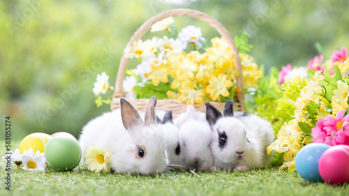 Lovely bunny easter fluffy baby rabbit eating green grass with a basket full of colorful easter eggs on green garden nature with flowers background on warmimg day. Symbol of easter day festival. photo