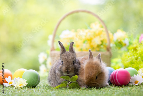 Lovely bunny easter fluffy baby rabbit eating green grass with a basket full of colorful easter eggs on green garden nature with flowers background on warmimg day. Symbol of easter day festival. photo