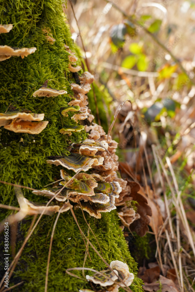 Pilze an einem Baumstamm Pilze an einem Baumstamm