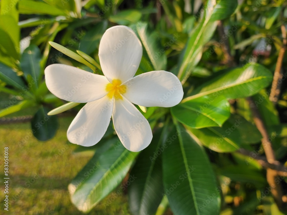 frangipani flower white