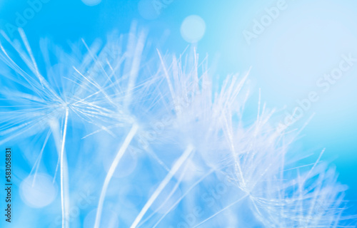 Abstract natural background. Macro of dandelions on a blue background.