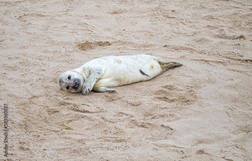 Grey Seal pup on the beach at Horsey Gap, Norfolk, England