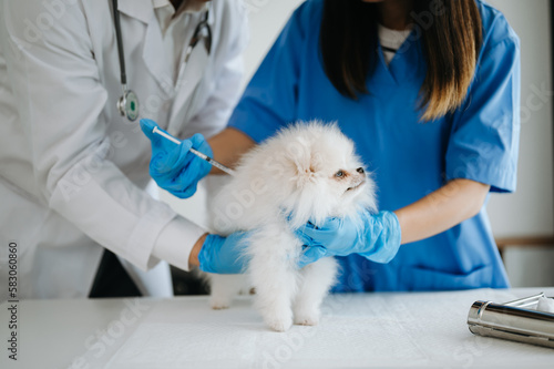 Fototapeta Naklejka Na Ścianę i Meble -  Two doctors are examining him. Veterinary medicine concept. Pomeranian in veterinary clinic.