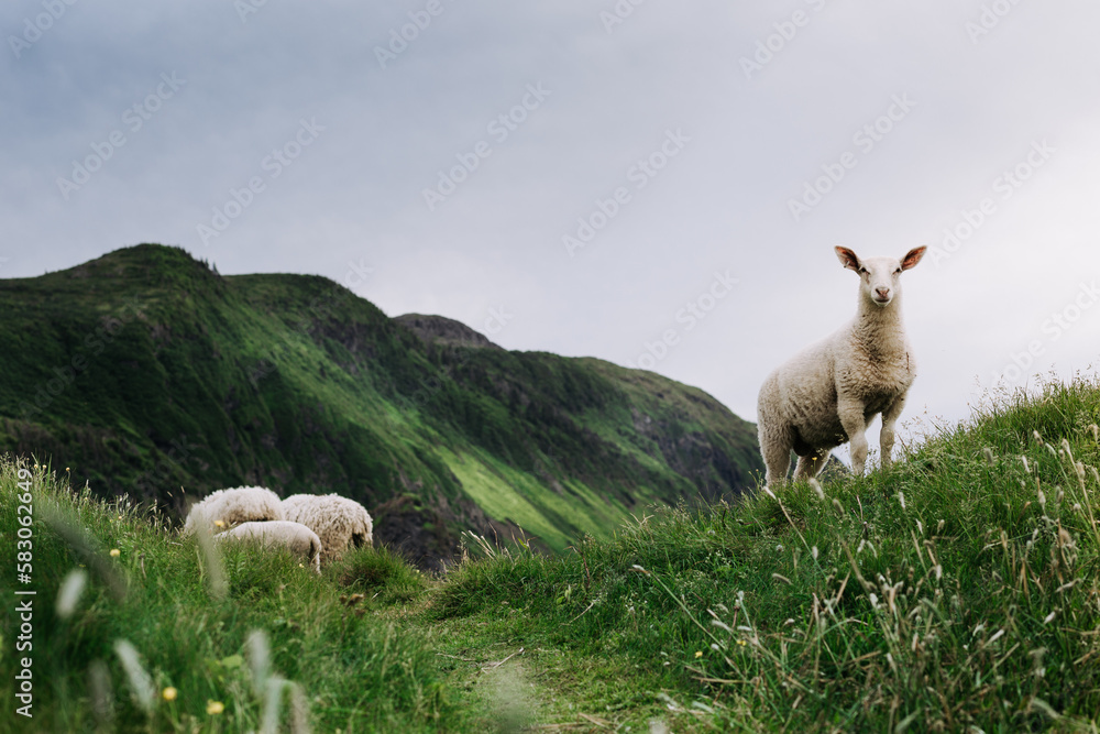 Naklejka premium sheep and lamb