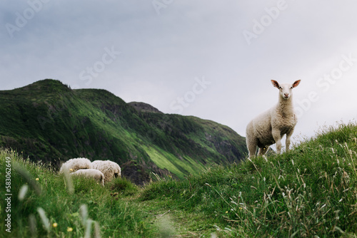 sheep and lamb