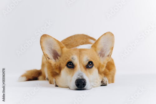 Adorable cute Welsh Corgi Pembroke lying on white background and looking at camera. Most popular breed of Dog