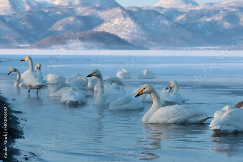 Whooper Swans in the lake at dawn  Lake Kussharo in Hokkaido  Japan