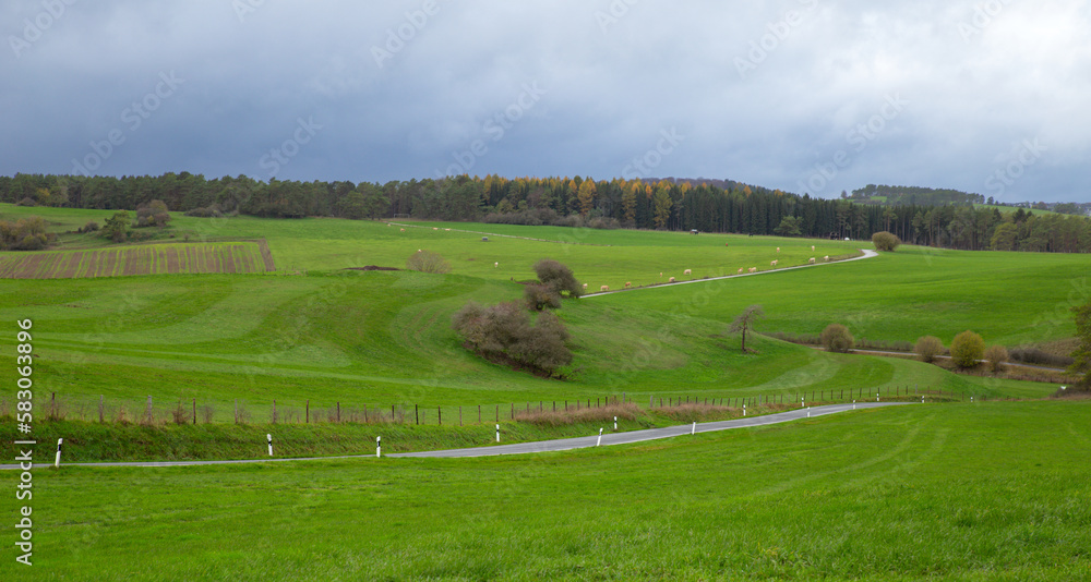 Panoramic view of German countryside landscape with cows eating grass in Lampertstal und Alendorfer Kalktriften 
