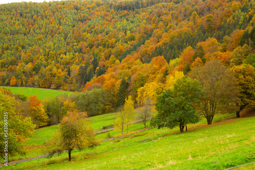 Scenic colorful foliage forest with grassland and sheep next to Einruhr, Simmerath, Germany