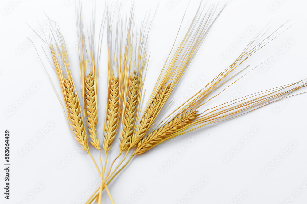 ears of wheat isolated on white background ears of wheat isolated on white background