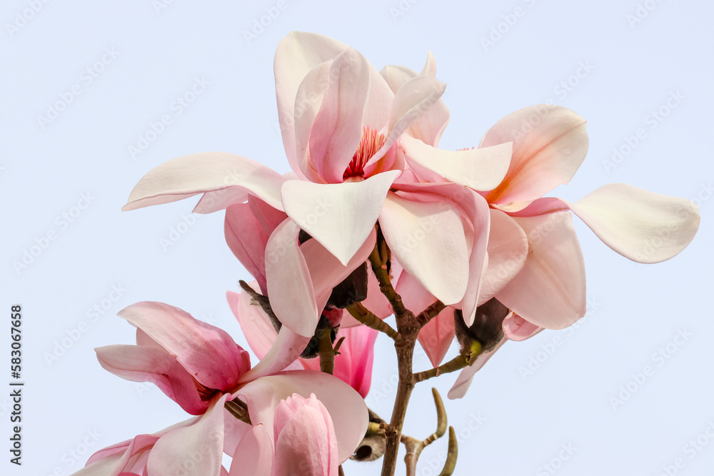 Spring flower blossoms of Magnolia Campbellii (subspecies Mollicomata) tree with soft pink feminine petals. Dublin, Ireland