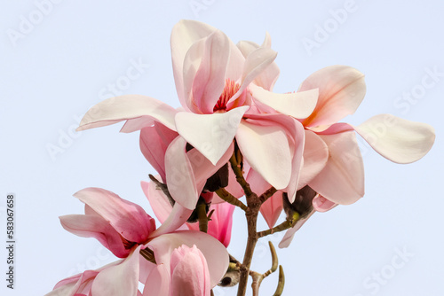 Spring flower blossoms of Magnolia Campbellii  subspecies Mollicomata  tree with soft pink feminine petals. Dublin  Ireland