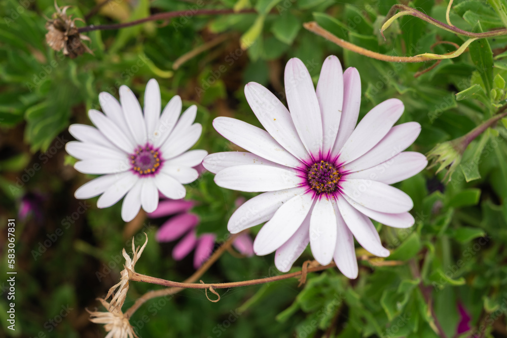 Obraz premium two light violet daisy flowers on its bush. Tenerife, Canary Islands, Spain