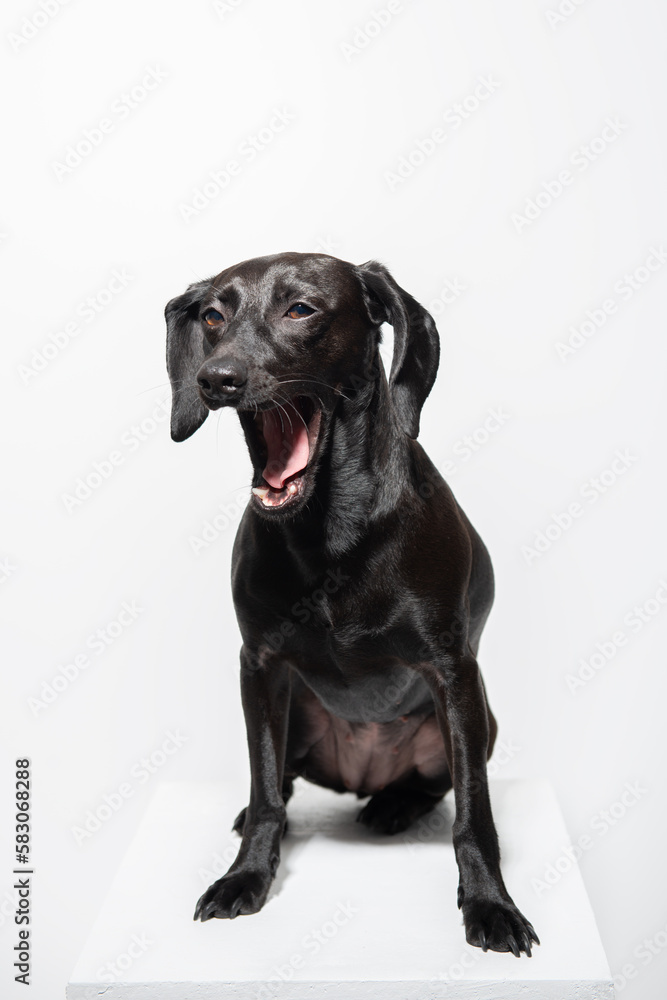 Small black dog posing over white background. Adorable pet's indoor portrait. Dog yawns Small black dog posing over white background. Adorable pet's indoor portrait. Dog yawns