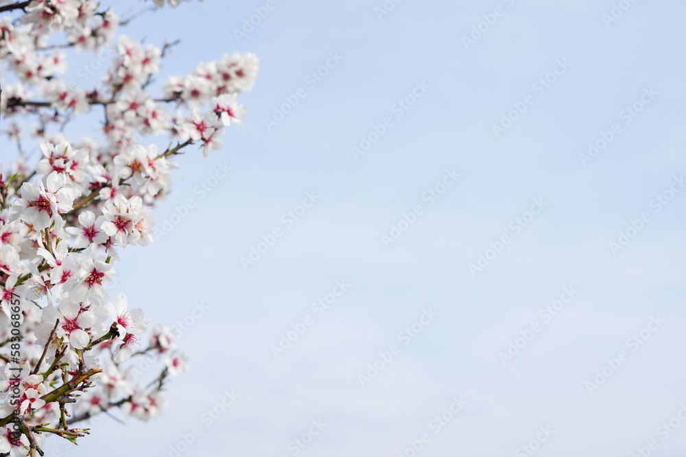 Background of blue sky with blossoming cherry tree, white flowers, copy space Background of blue sky with blossoming cherry tree, white flowers, copy space