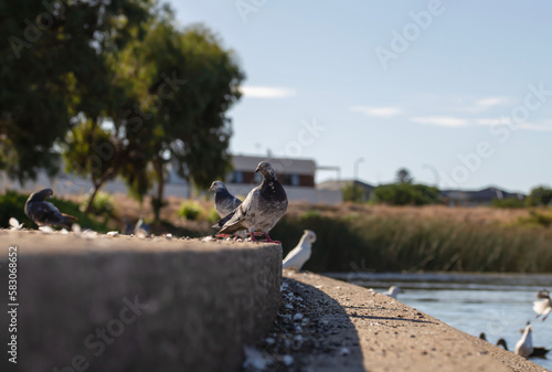 rock pigeons and corellas found at a lake side in Adelaide, South Australian wetlands 