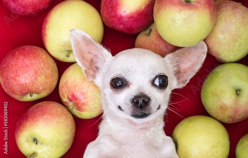 A dog of the Chihuahua breed lies on its back among ripe apples.