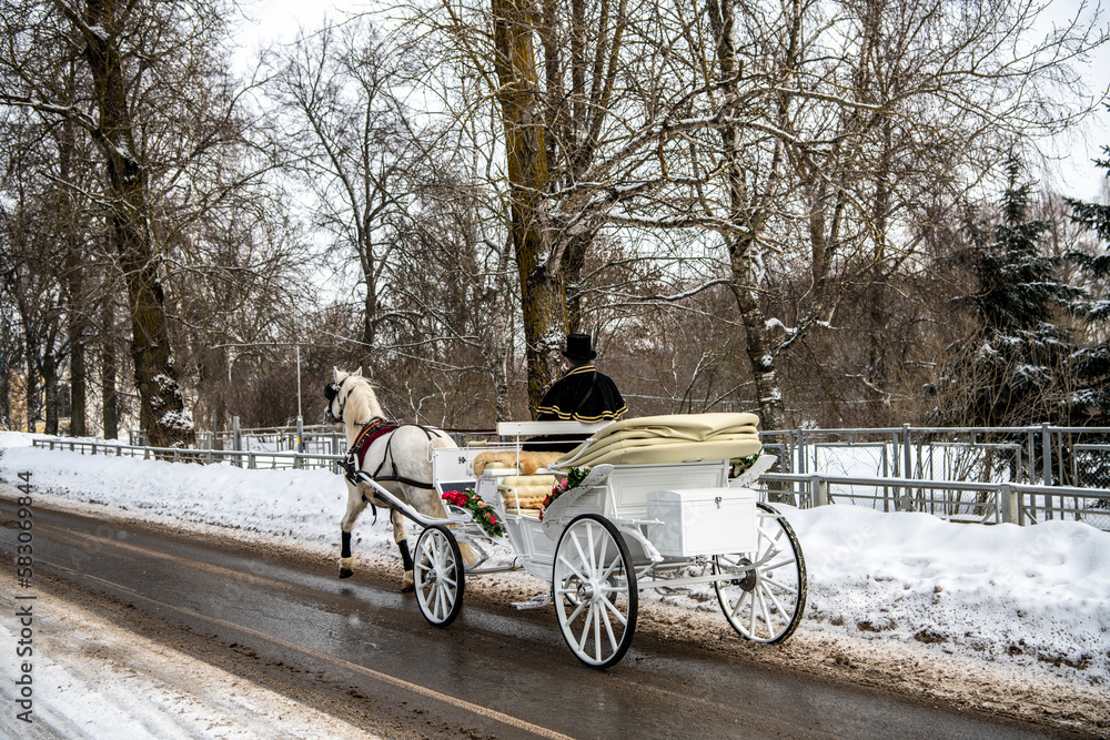 an old carriage harnessed by one white horse for tourists to ride around the city