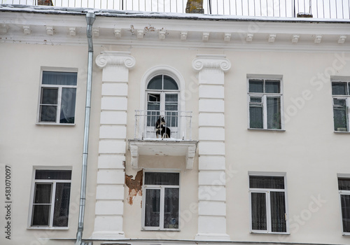 dog on the balcony breathes fresh air on a winter day