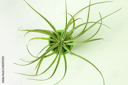 Tilandsia pohliana succulent airplant. A green plant in a green flowerpot