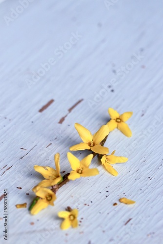Forsycja. Żółte kwiaty na tle vintage - gałązka forsycji na wiosnę. Wielkanocna ozdoba minimalistyczna