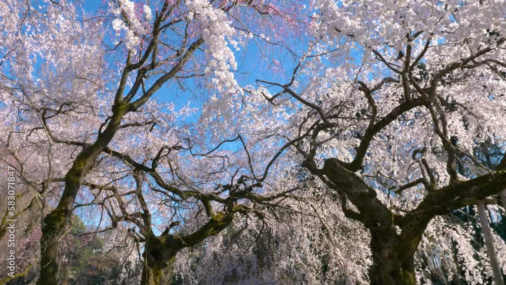 Cherry tree in bloom in city park in Tokyo, Japan, blossoming Japanese sakura in springtime, traditional Hanami in Japan Cherry tree in bloom in city park in Tokyo, Japan, blossoming Japanese sakura in springtime, traditional Hanami in Japan