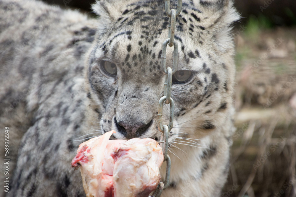 Obraz premium 雪豹