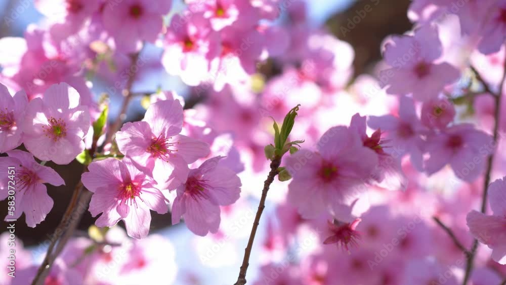 pink sakura blossoms in spring in Japan, close up of cherry blossom flowers, Hanami tradition in Japan pink sakura blossoms in spring in Japan, close up of cherry blossom flowers, Hanami tradition in Japan