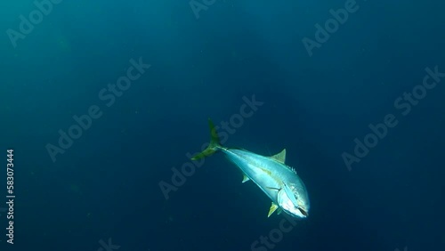 Underwater view of yellowtail fighting to escape into deep blue ocean depths photo