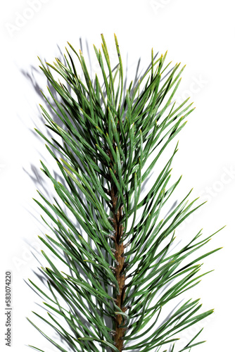 Branch of spruce with green needles isolated on white background