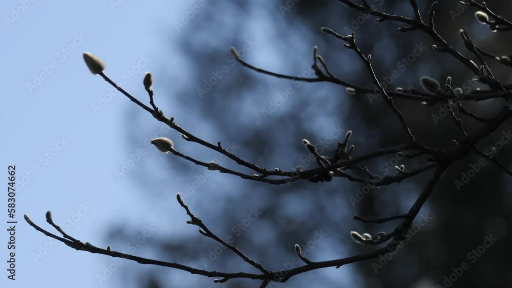 Branches with bunches of leaves on thin branches against the blue sky.