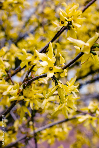 Yellow small leaves on the branches of a bush