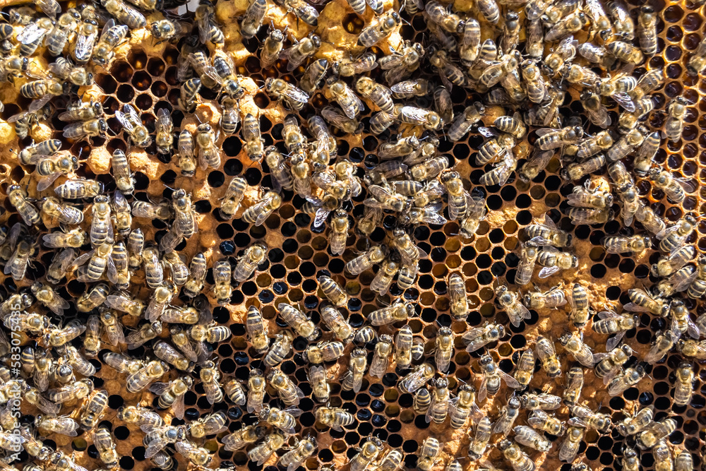 Abstract hexagon structure is honeycomb from bee hive filled Abstract hexagon structure is honeycomb from bee hive filled