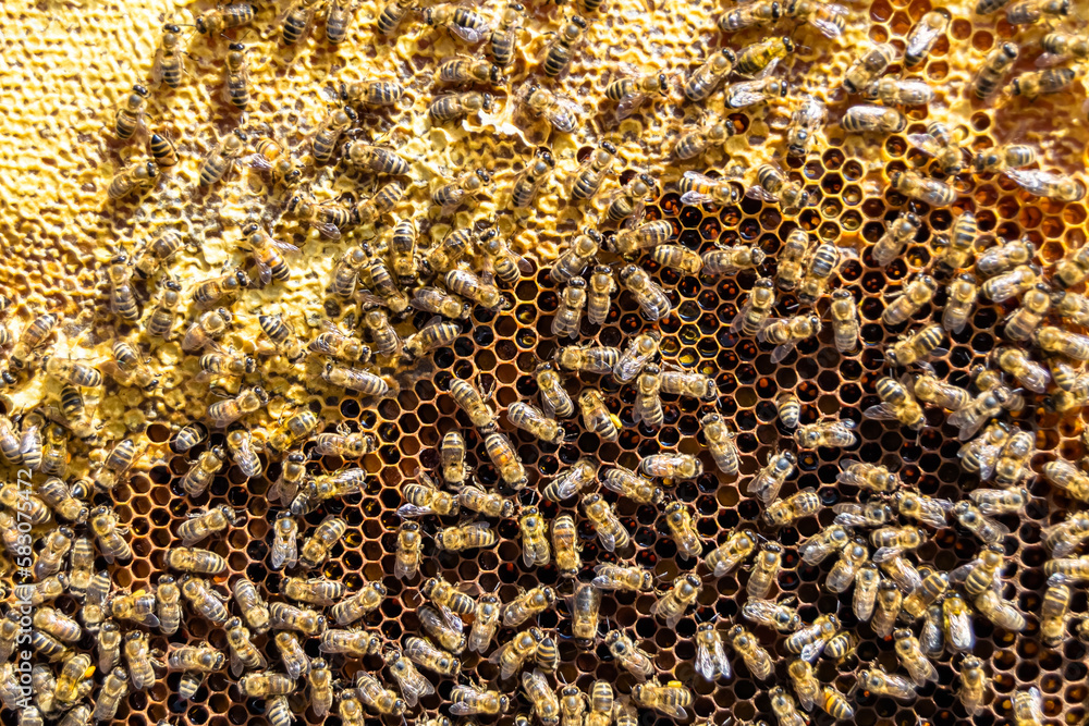 Abstract hexagon structure is honeycomb from bee hive filled Abstract hexagon structure is honeycomb from bee hive filled