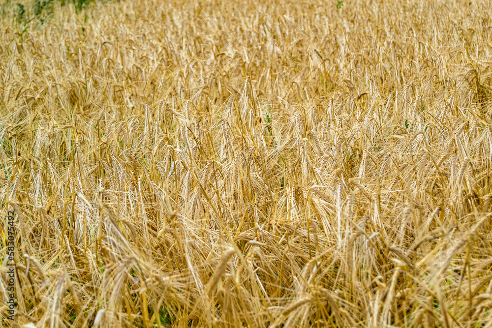 Photography on theme big wheat farm field for organic harvest Photography on theme big wheat farm field for organic harvest