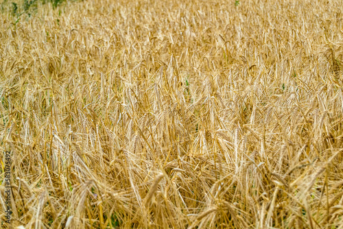 Photography on theme big wheat farm field for organic harvest
