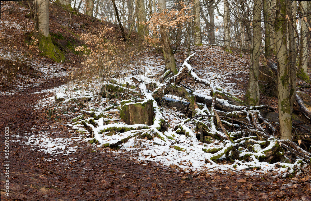 Ein kalter Spot mit Schnee in der Mitte des Waldes Ein kalter Spot mit Schnee in der Mitte des Waldes