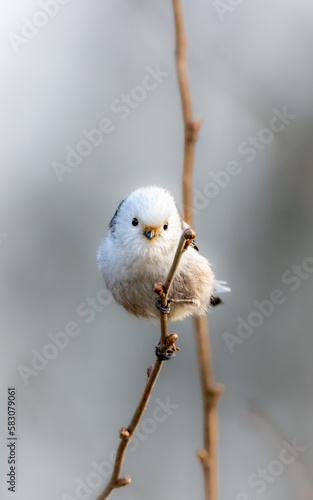 Long-tailed Tit (Aegithalos caudatus) bushtit. Long-tailed bushtit. Black and white plumage bird with variable amounts of grey and pink and long narrow tail. The bird looks into a camera. photo