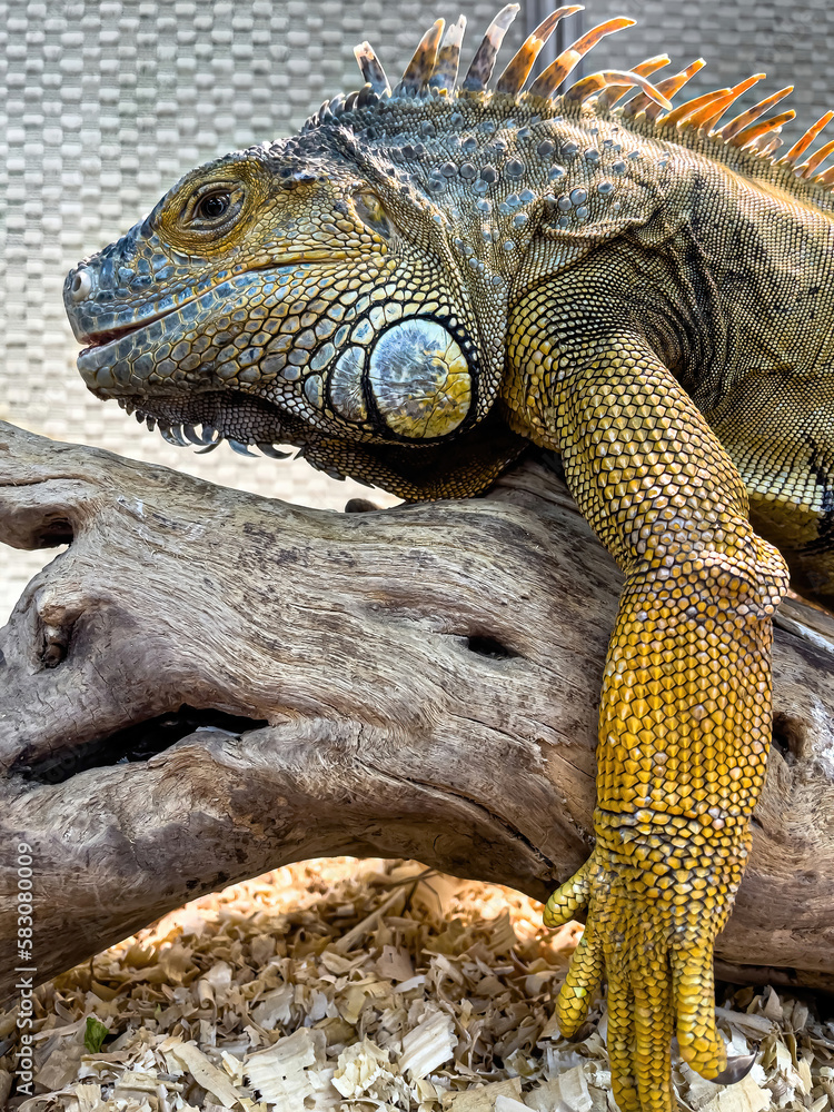 Obraz premium Texture beautiful iguana close up, exotic animal.