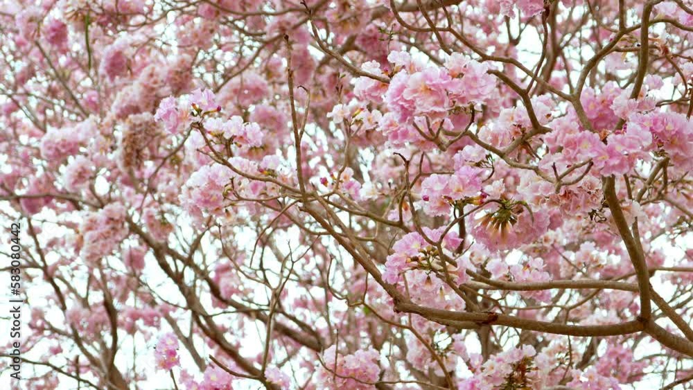 beauty background of Tabebuia rosea,Pink Pantip pink flowers is a deciduous perennial plant. medium to large Oval or spherical canopy Widely spread in layers. The bark is smooth, gray or brown. beauty background of Tabebuia rosea,Pink Pantip pink flowers is a deciduous perennial plant. medium to large Oval or spherical canopy Widely spread in layers. The bark is smooth, gray or brown.
