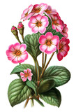 Pink primrose flower drawing isolated on white background. Watercolor, hand drawn style, ai generation