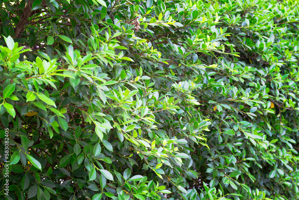 abstract wall full of Vegetation green color, ficus hedge in tropics, shalow DOF, copy space. abstract wall full of Vegetation green color, ficus hedge in tropics, shalow DOF, copy space.