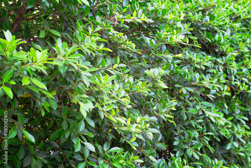 abstract wall full of Vegetation green color, ficus hedge in tropics, shalow DOF, copy space. photo