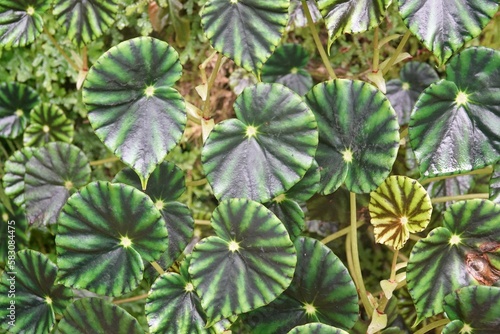 Green leaves of plant Begonia mazae. Begonia mazae is a species of flowering plant in the family Begoniaceae  native to southeastern Mexico. High quality photo