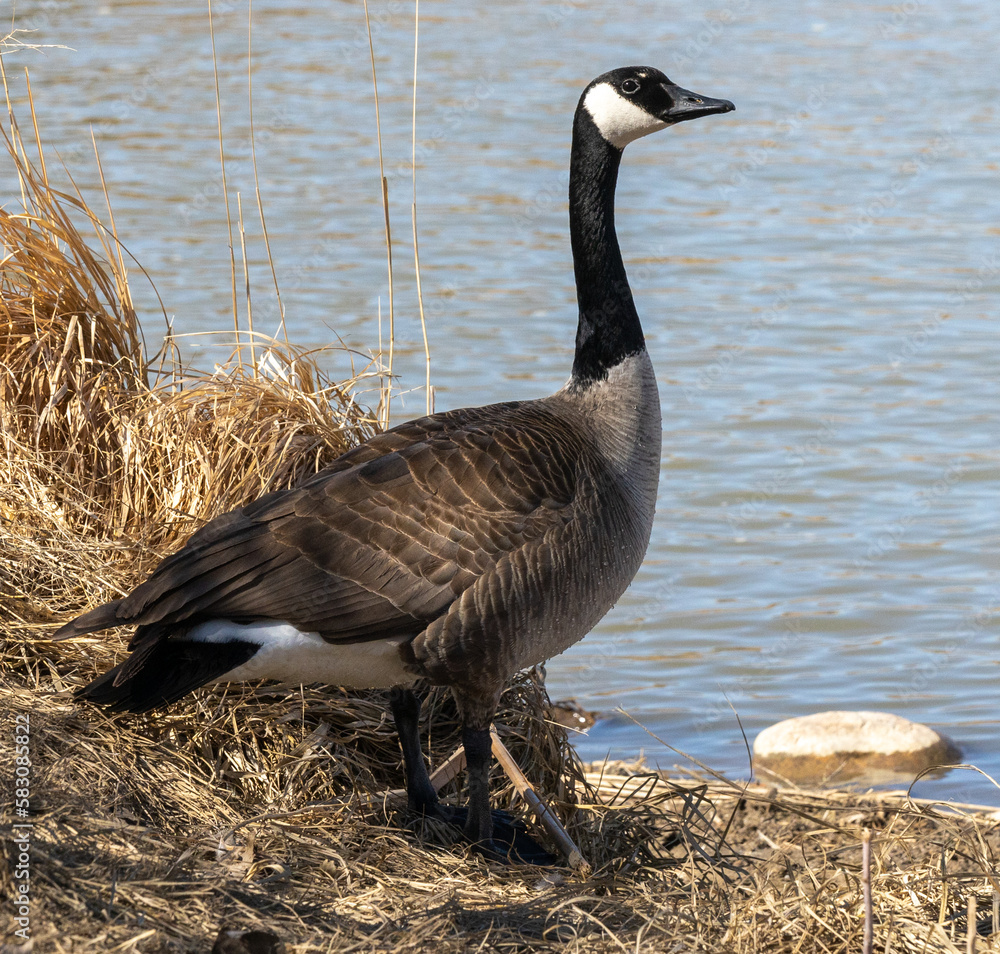 Fototapeta premium canada goose at the river